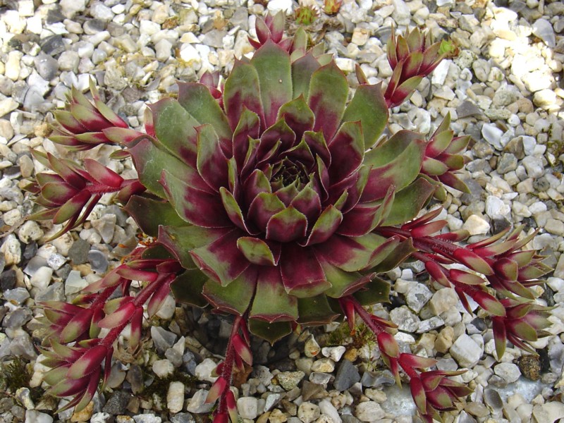 Purple Dazzler