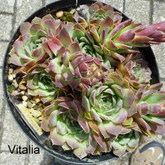 Vitalia / Jovi