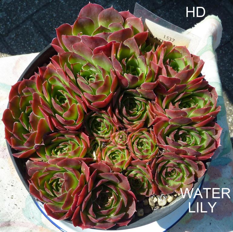 Water Lily / Jovi