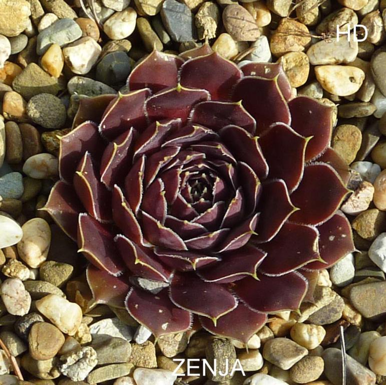 Zenja / Jovi