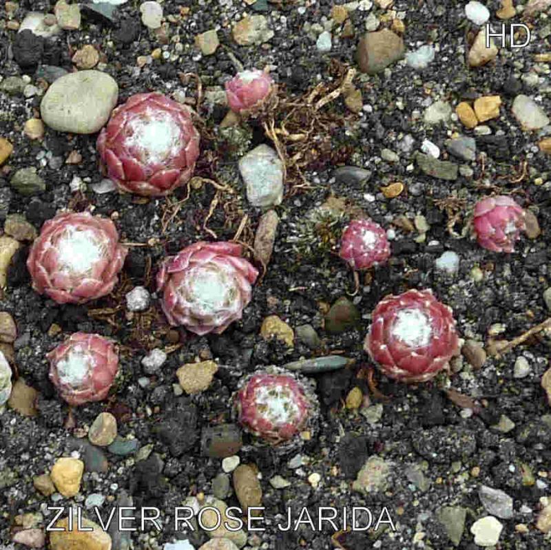 Zilver Rose Jarida