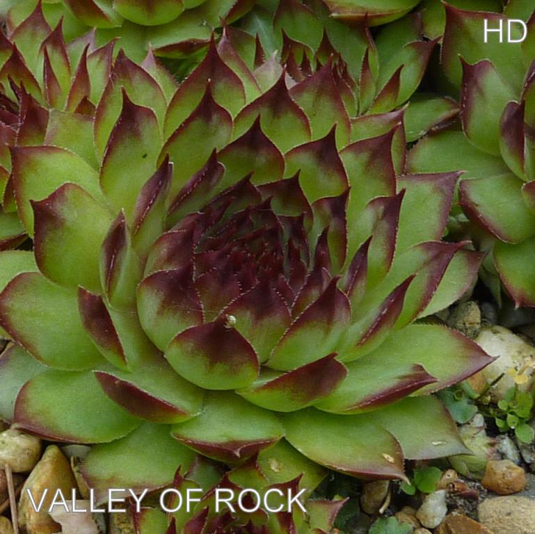 Valley of Rock