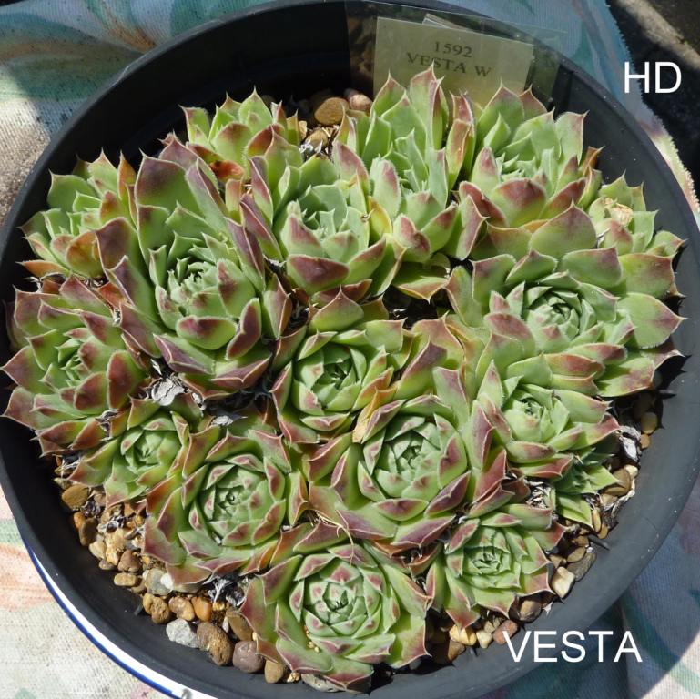 Vesta / Jovi ( II )