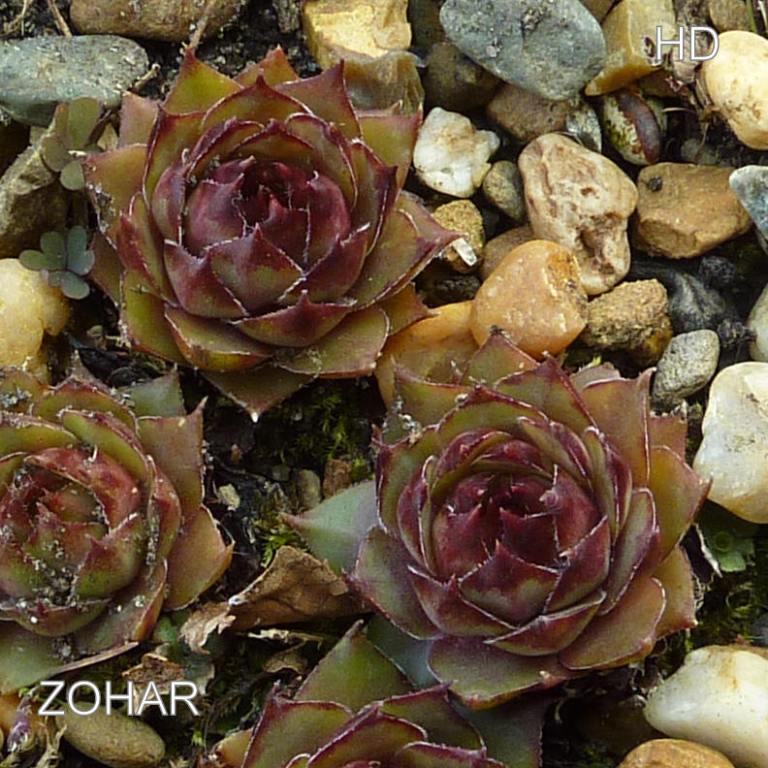Zohar