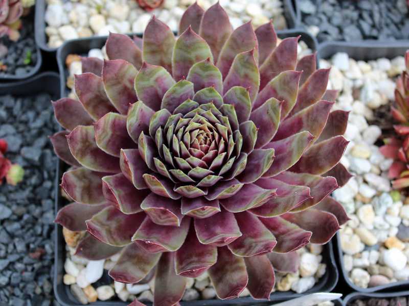 Purple Dazzler