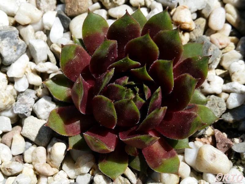 Purple Dazzler