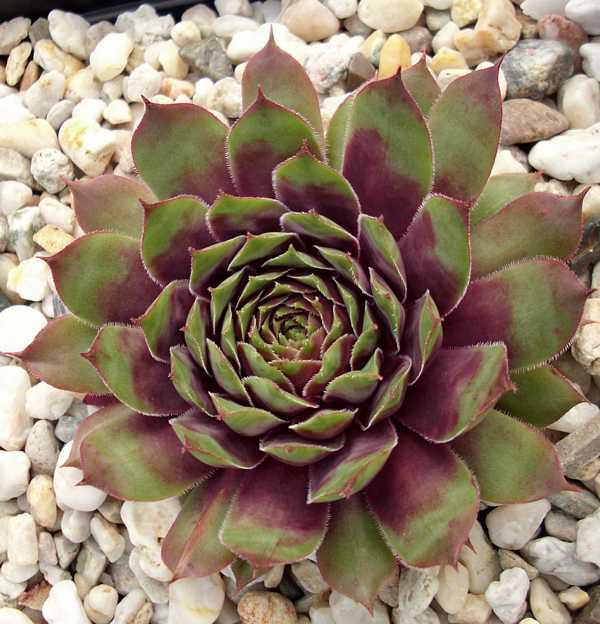 Purple Dazzler