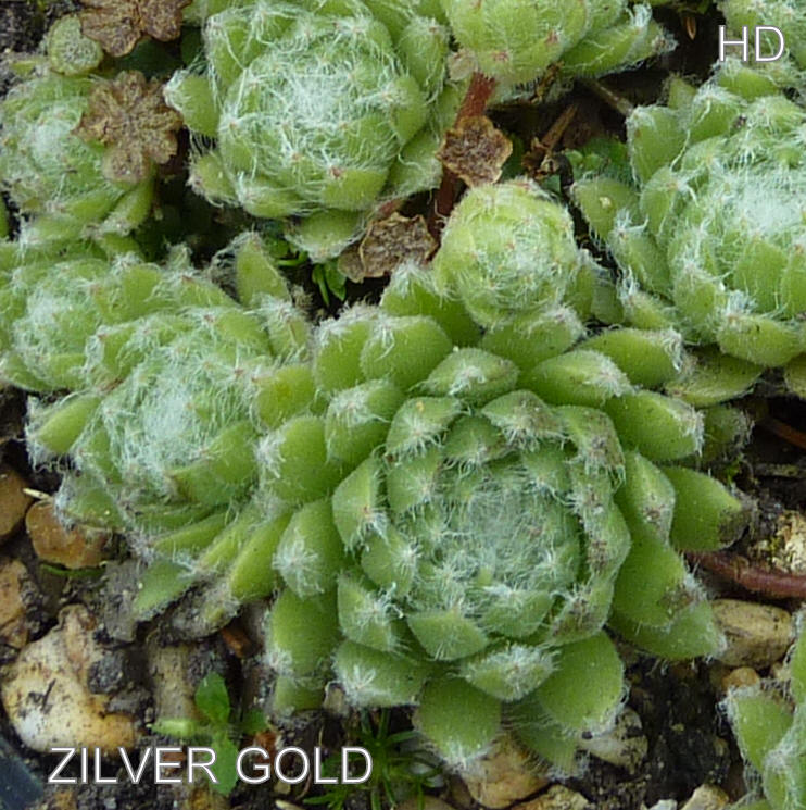 Zilver Gold
