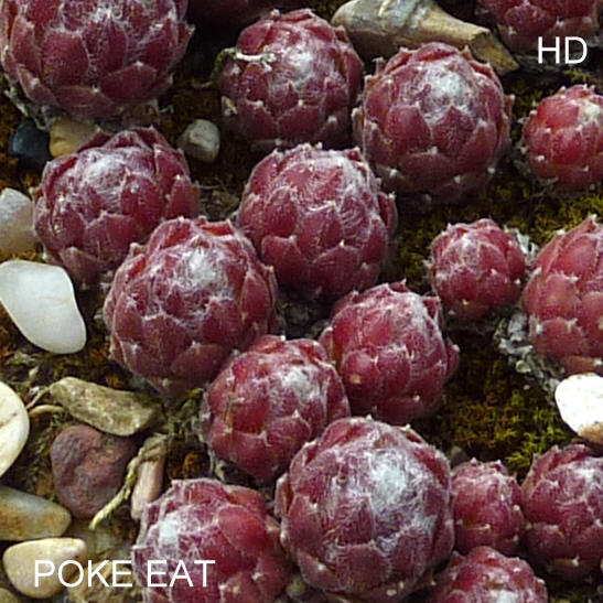 Poke Eat