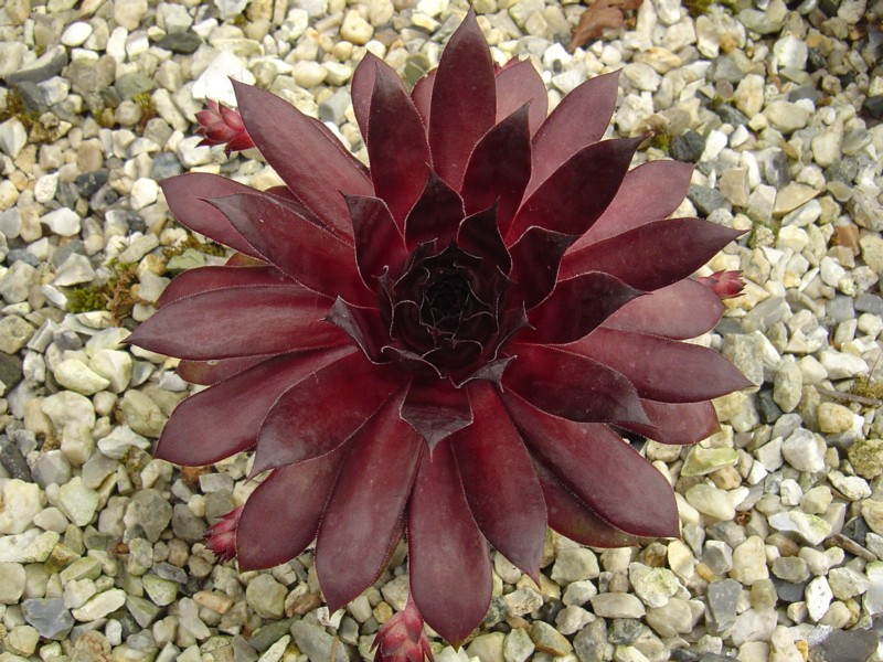 Ruby Port
