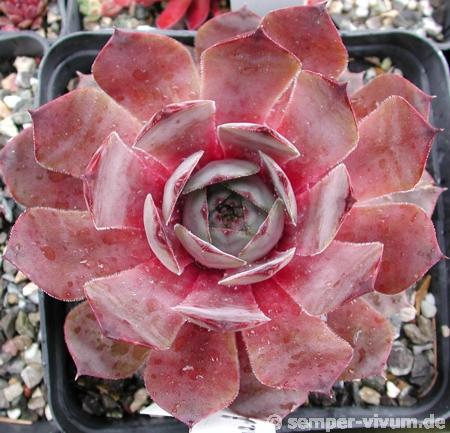 Pseudoornatum