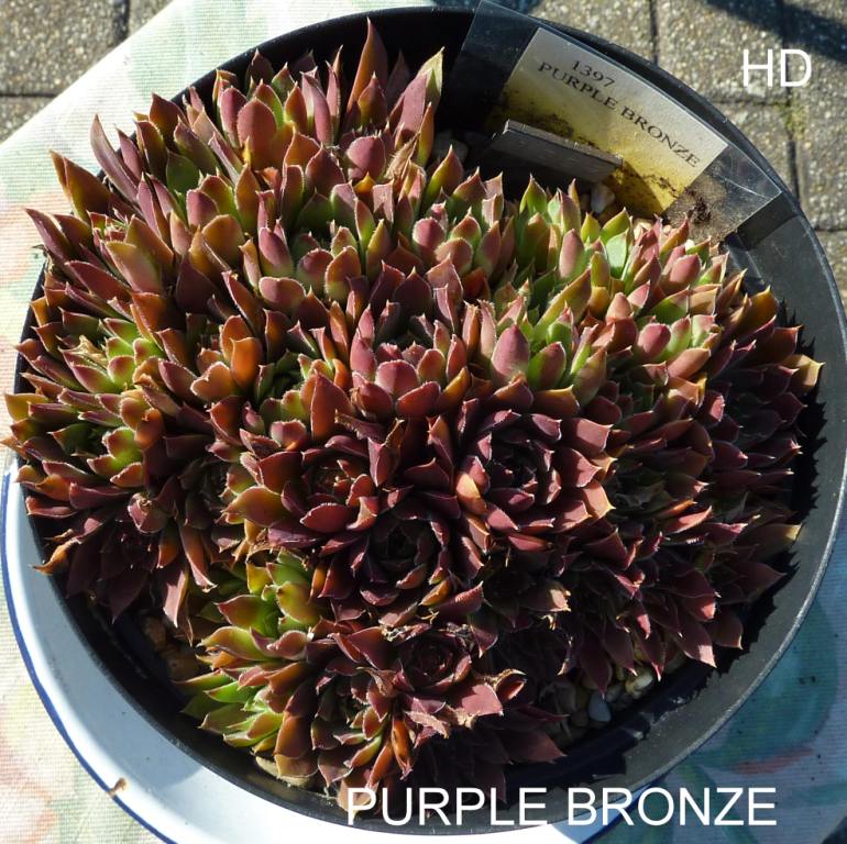 Purple Bronze / Jovi