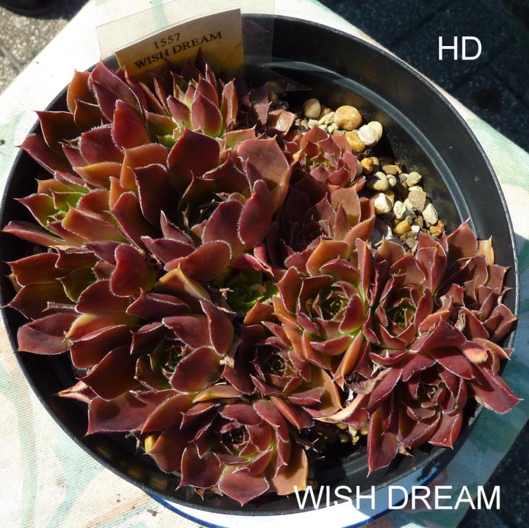 Wish Dream / Jovi