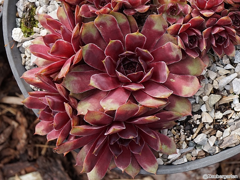 Purple Queen
