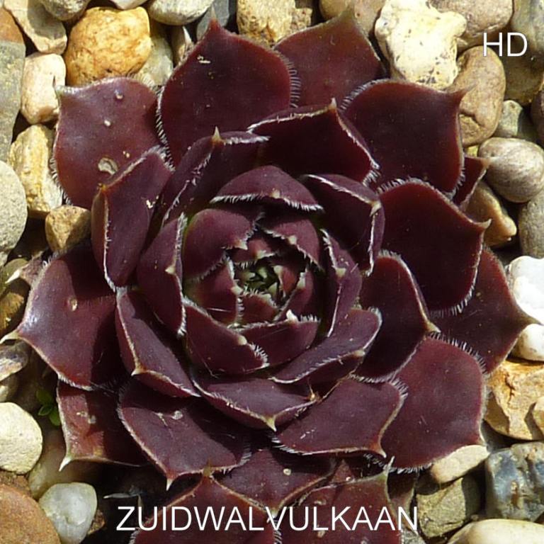Zuidwalvulkaan / Jovi