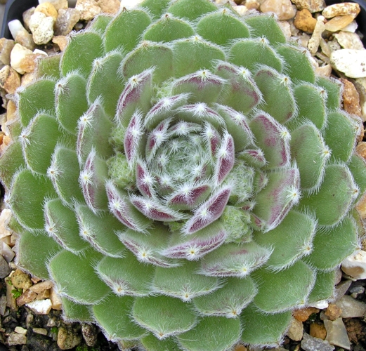 Zilver Rose