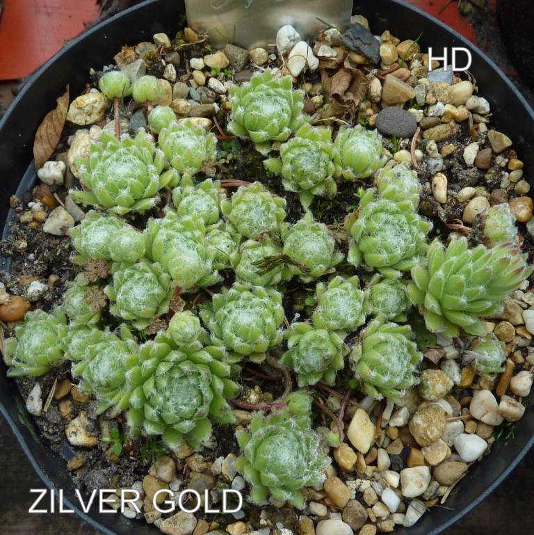 Zilver Gold