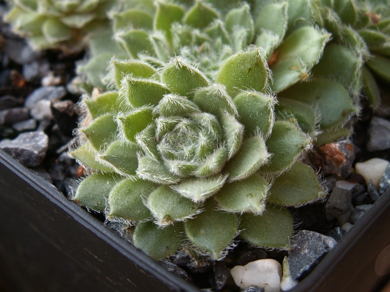Zilver Rose