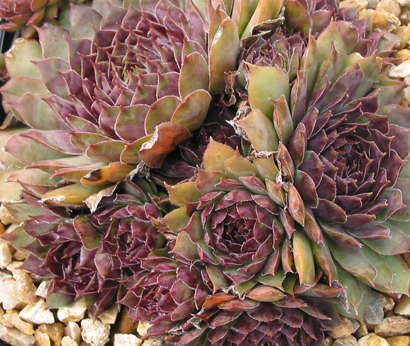 Purple Queen