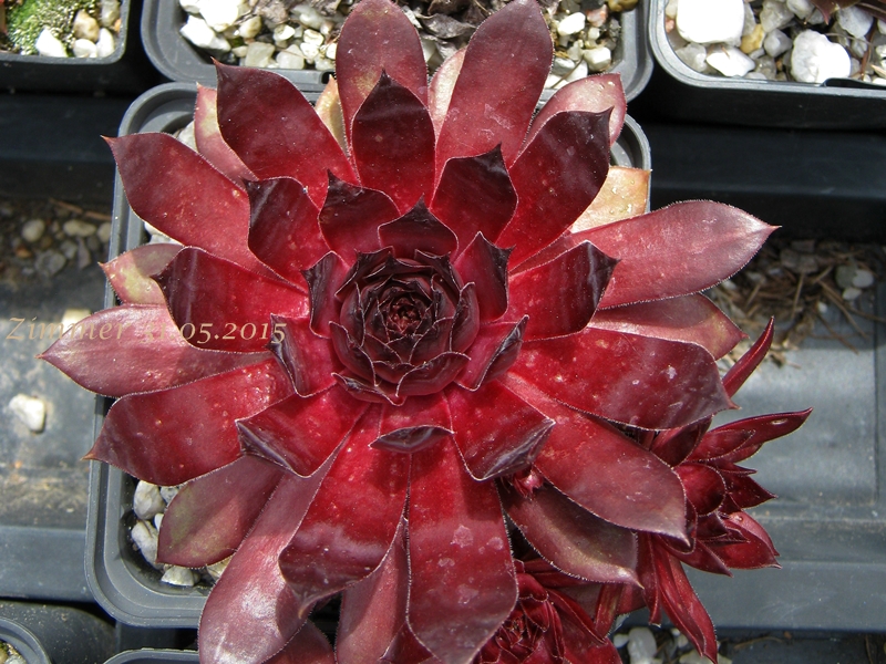 Ruby Port