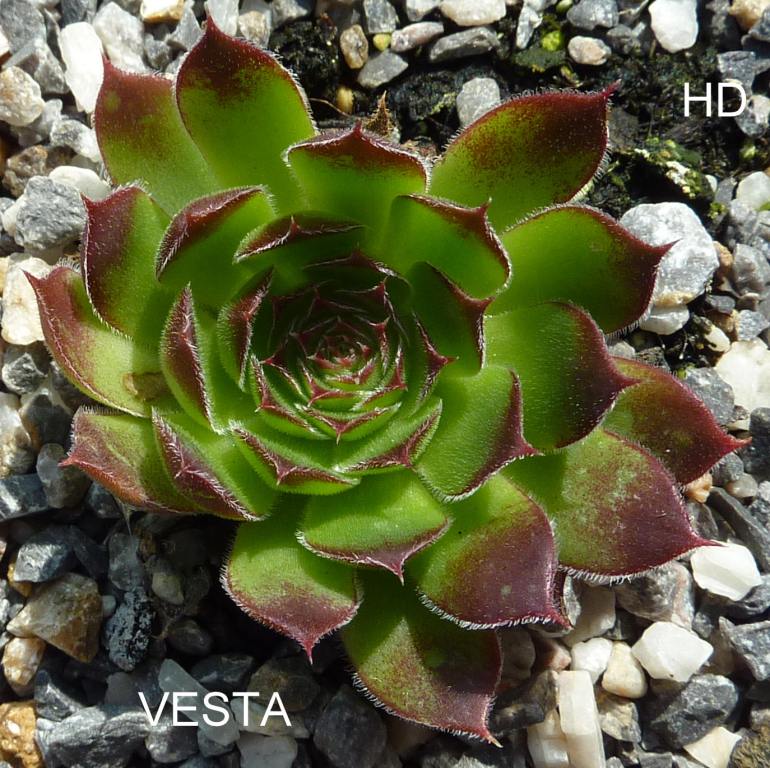 Vesta / Jovi