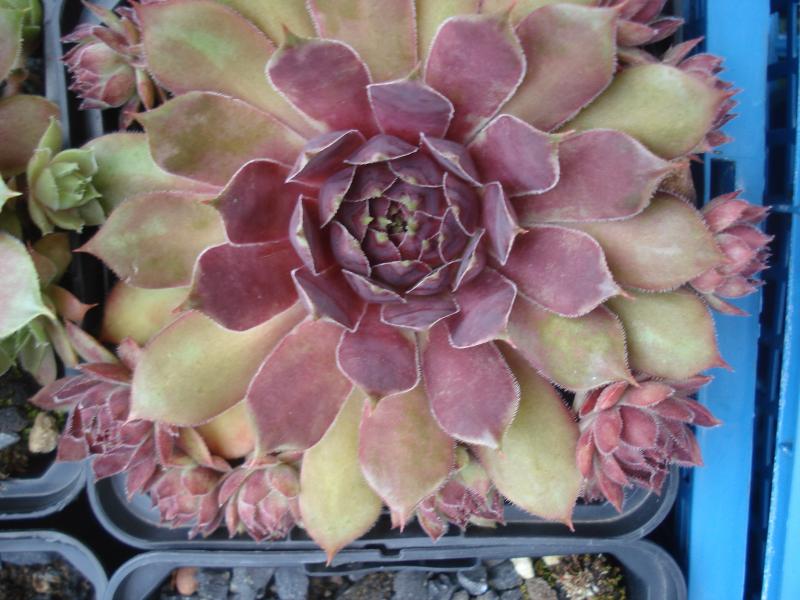 Purple Queen