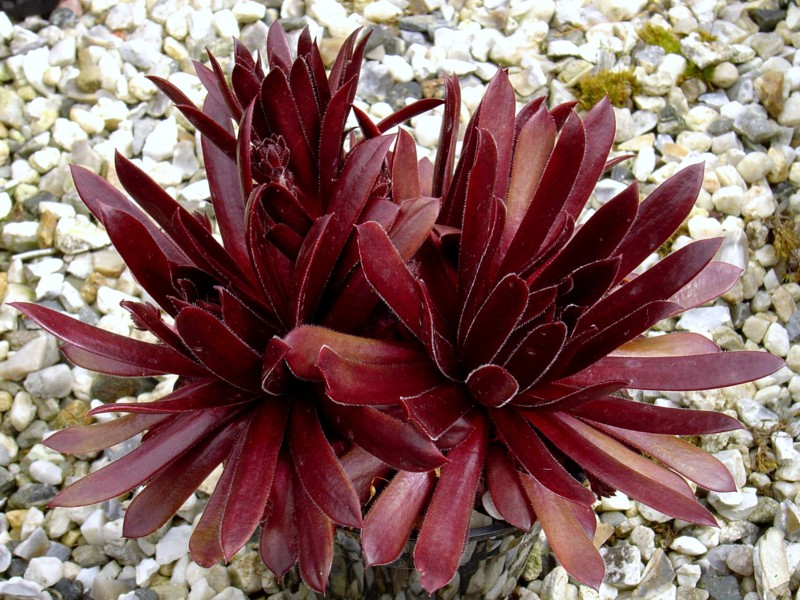 Ruby Shards