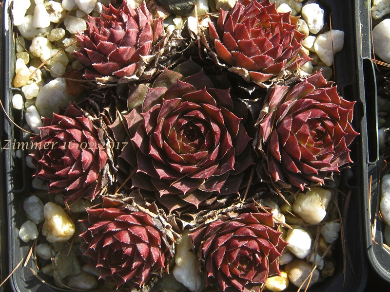 Purple Bronze