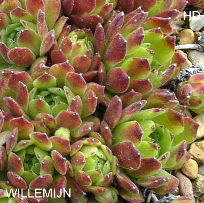Willemijn