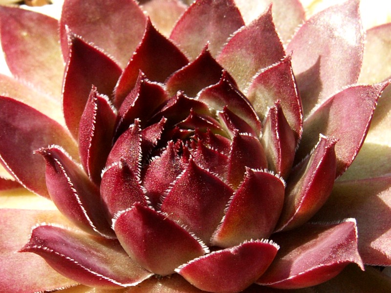 Purple Bronze