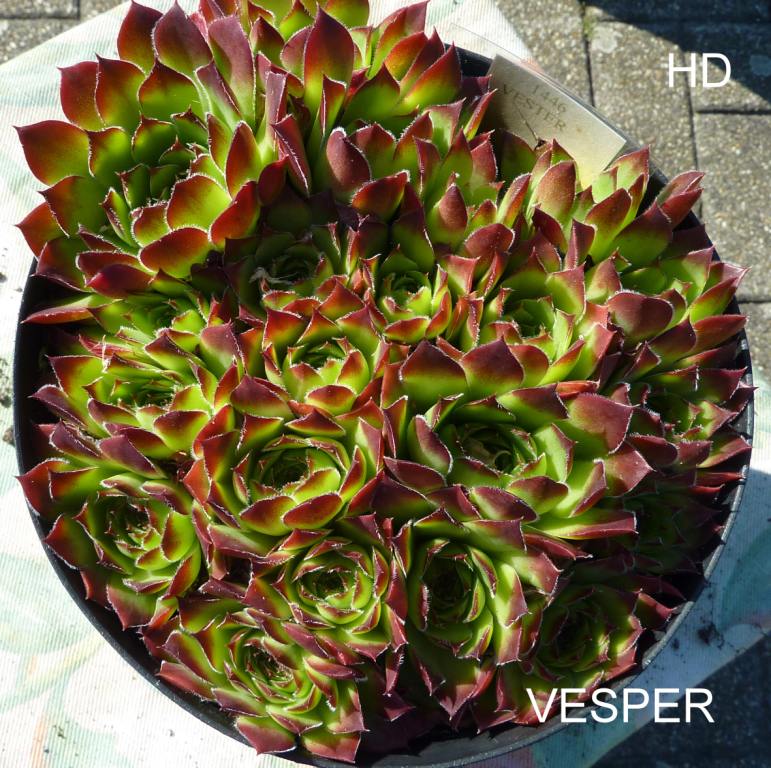 Vesper / Jovi