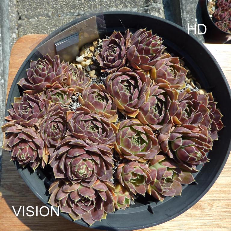 Vision / Jovi