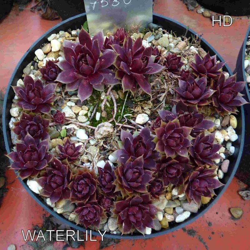 Waterlily