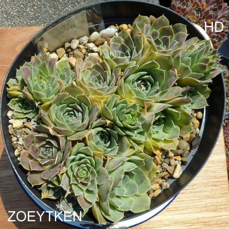 Zoeytken / Jovi