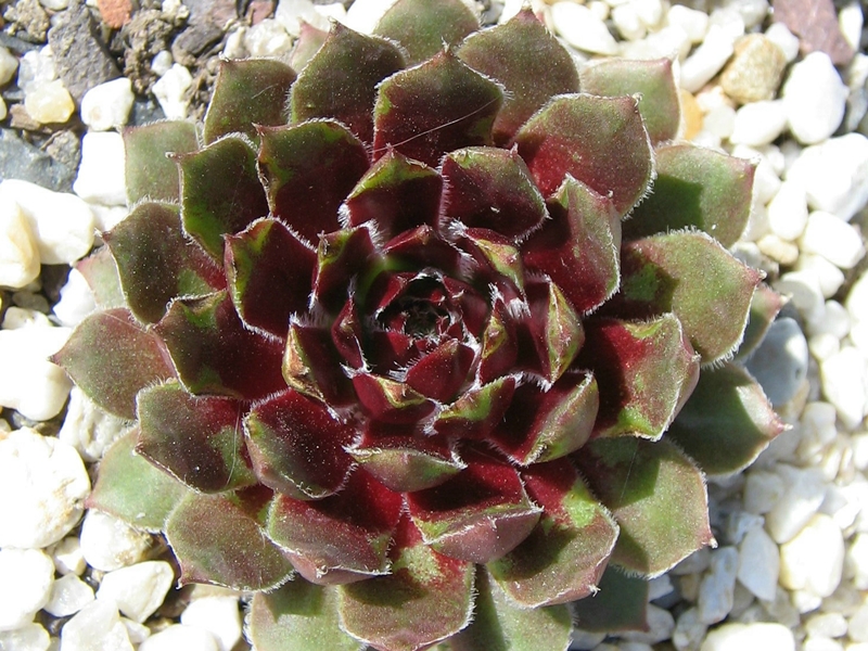 Valira