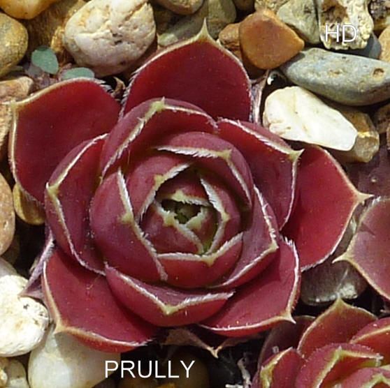 Prully / Jovi