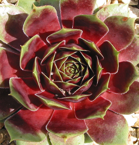 Waterlily