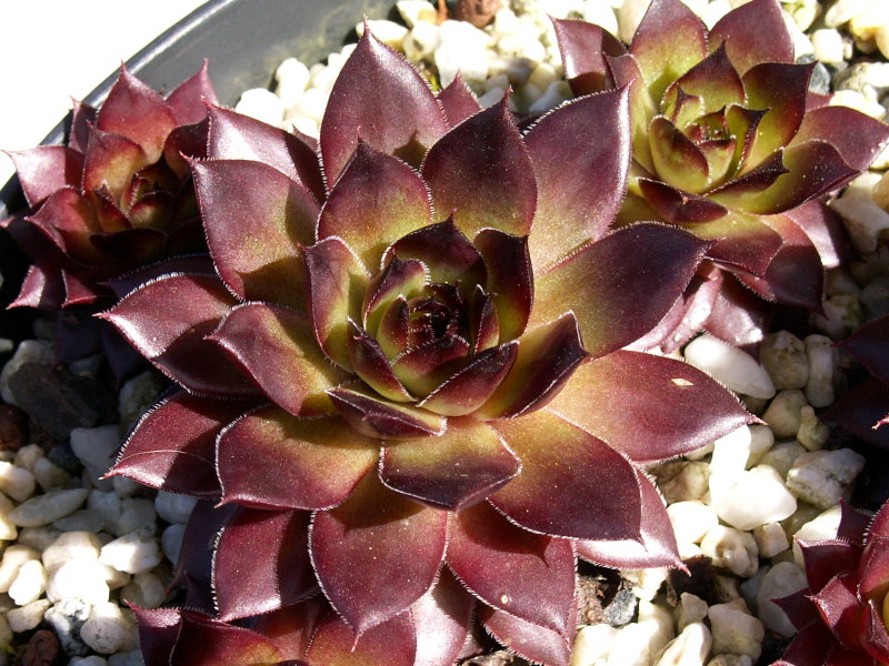 Purple Bronze