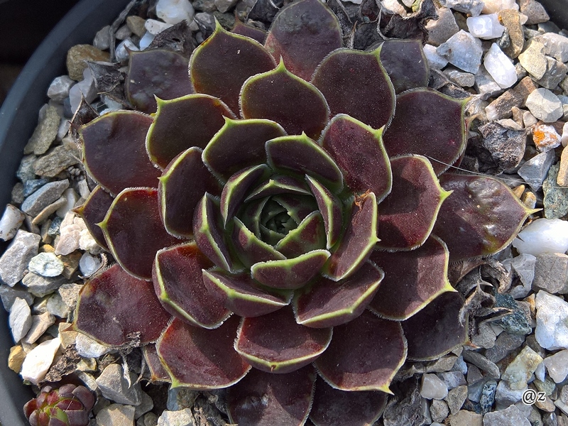 Romaine / Jovi