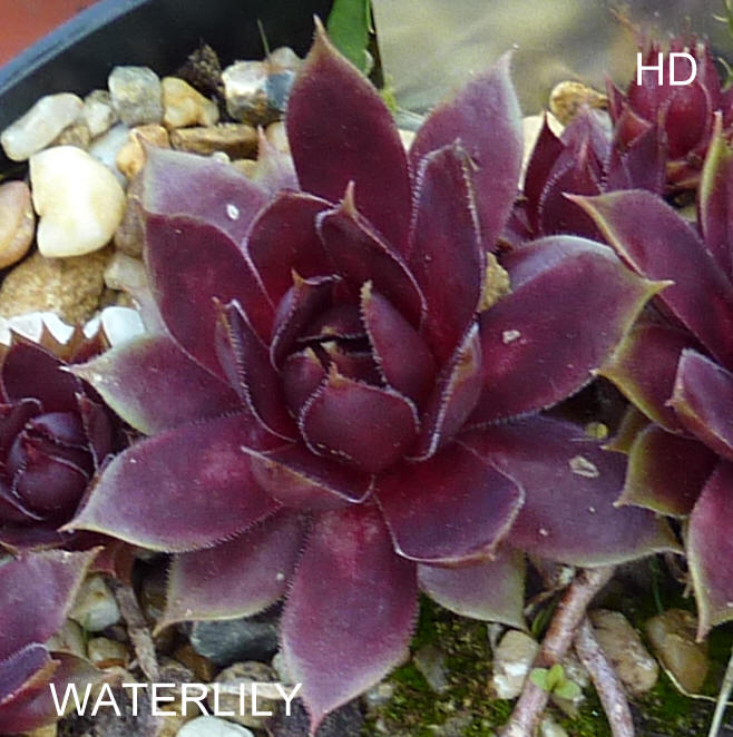 Waterlily