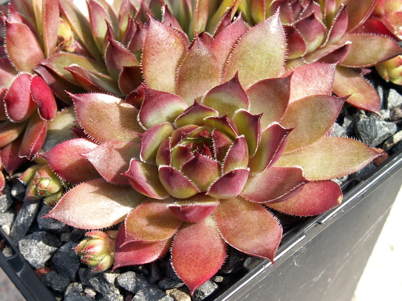 Purple Bronze