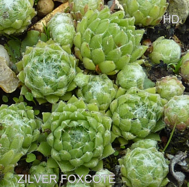 Zilver Foxcote