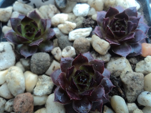 Purple Bronze