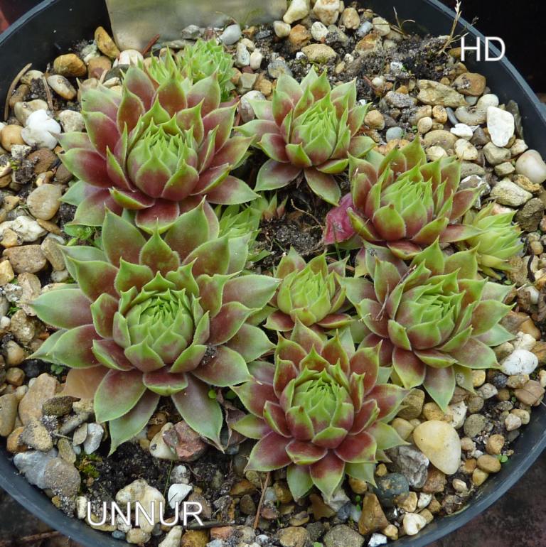 Unnur