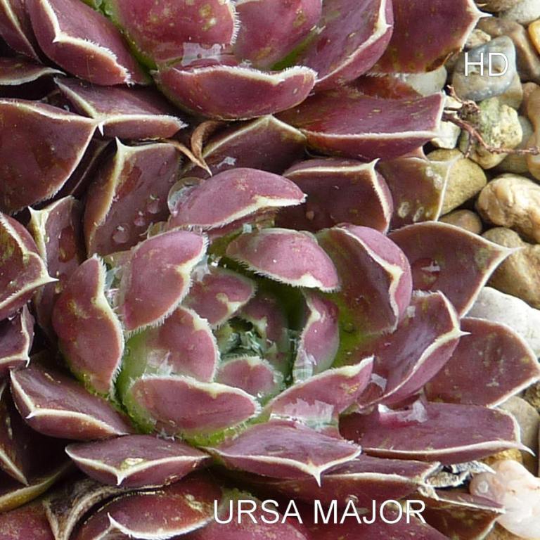 Ursa Major / Jovi