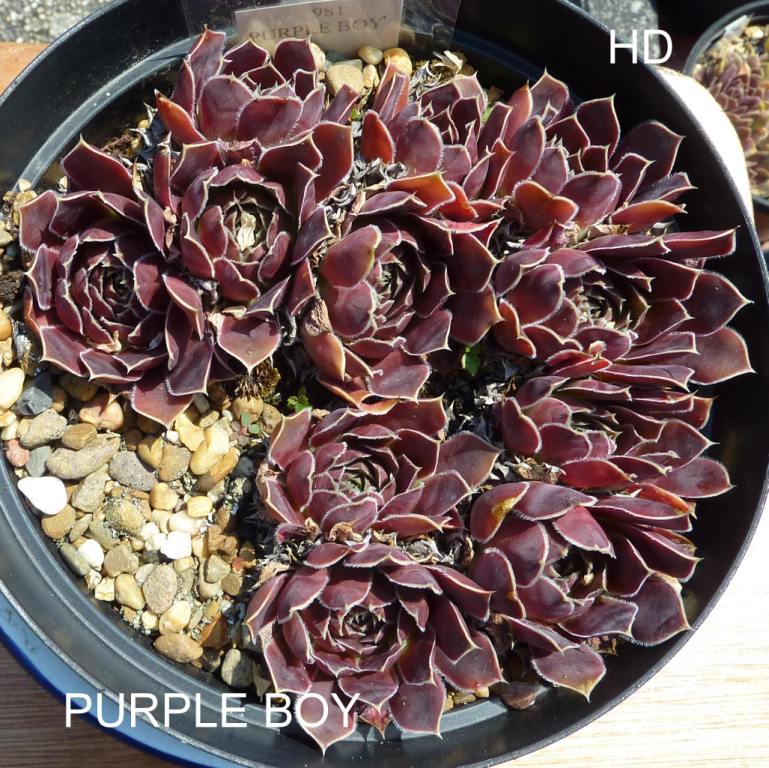 Purple Boy / Jovi
