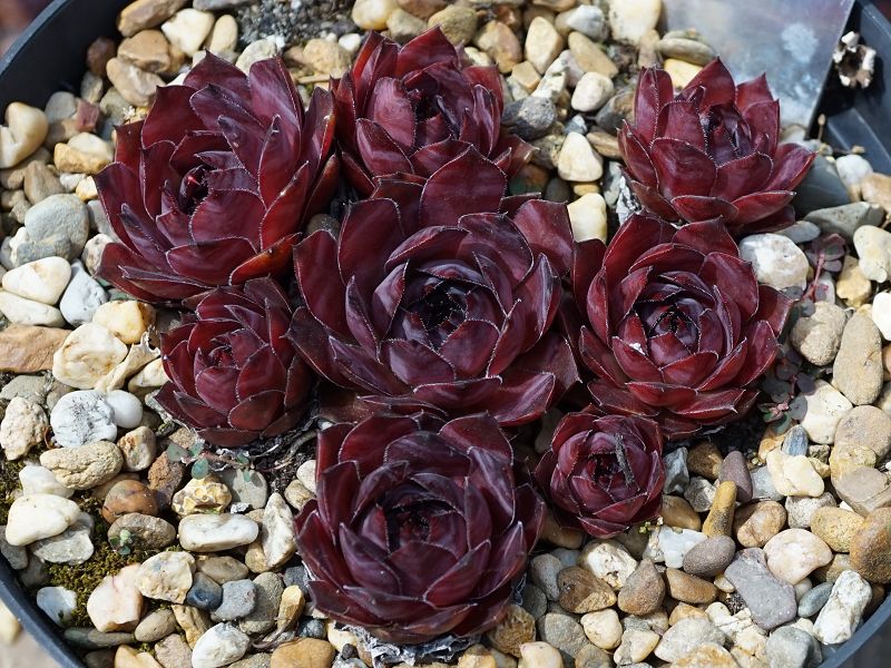 Purple Platter