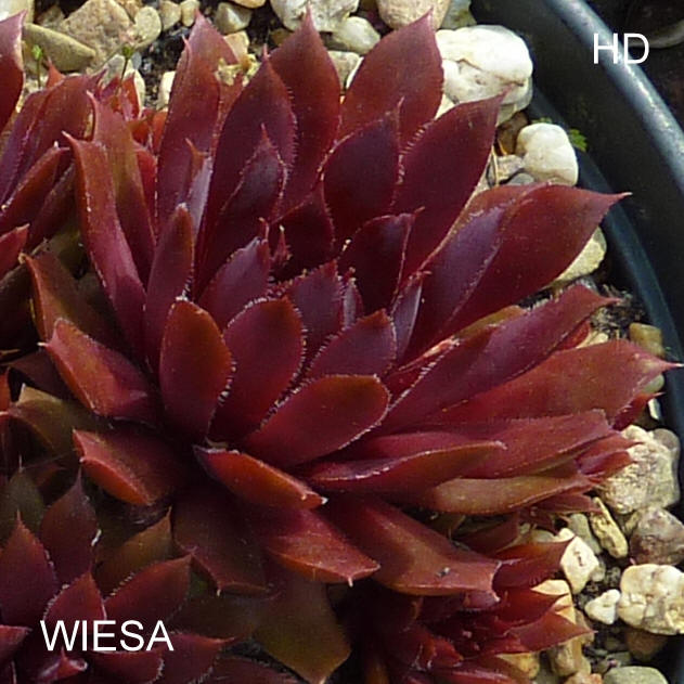 Wiesa