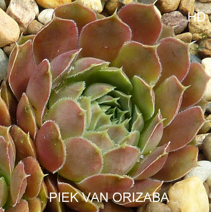 Piek van Orizaba / Jovi