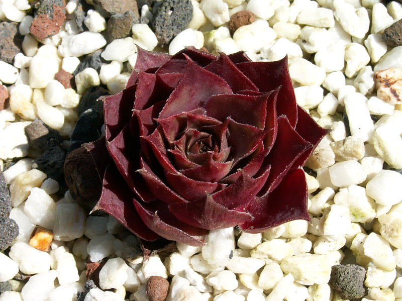 Red Summer